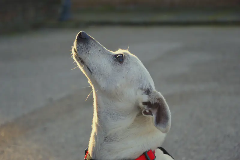Elisa Trombini con un cane durante una sessione educativa