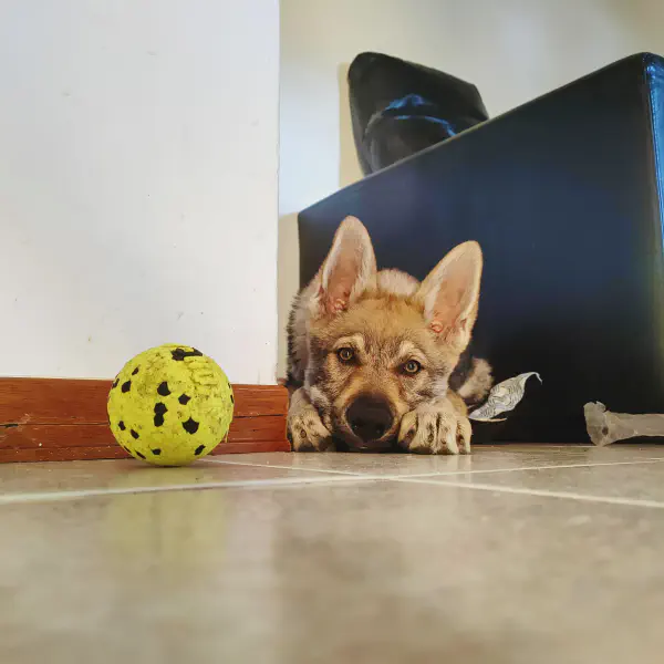 Elisa durante una lezione a domicilio con due cani