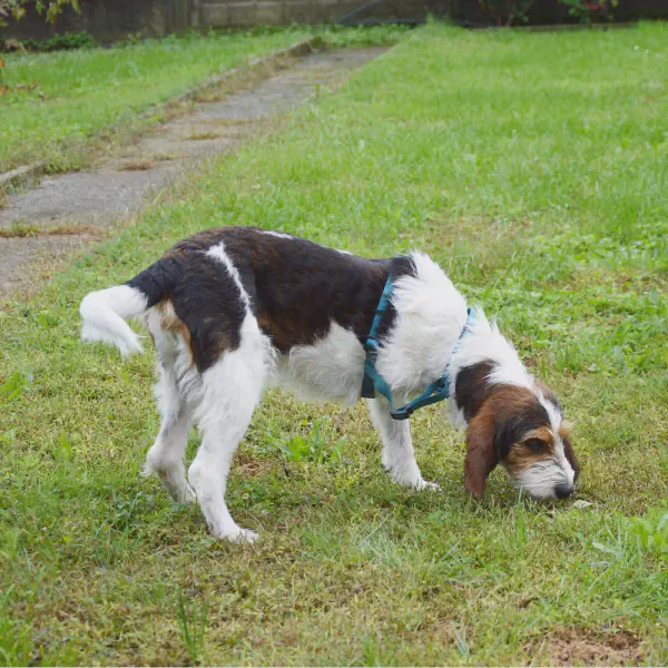 Cane impegnato in un esercizio di fiuto su snuffle mat